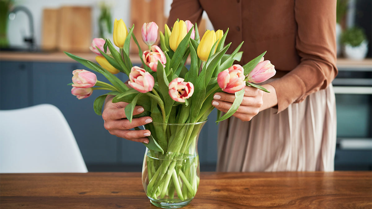 Як виростити тюльпани в домашніх умовах