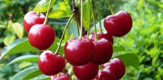 Як швидко почистити вишню від кісточок: поради