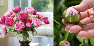 Ця піджива для півоній перетворила мій палісадник на ботанічний сад: вношу перед зимою для гарного квіту