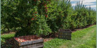 Чому краще не викидати опалі яблука із саду 