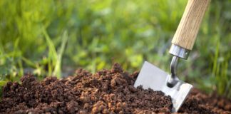 Найкраще підживлення для ґрунту восени 