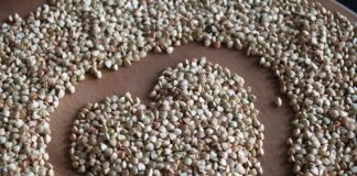 Чим відрізняється зелена гречка від звичайної 