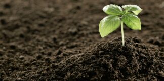 Як розпушити грунт після сильного дощу