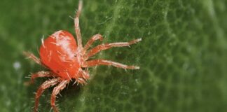 Як боротися з кліщами на ділянці