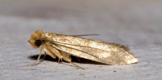 Як швидко та ефективно позбутися харчової молі