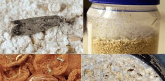 Як швидко та ефективно боротися з харчовою міллю 