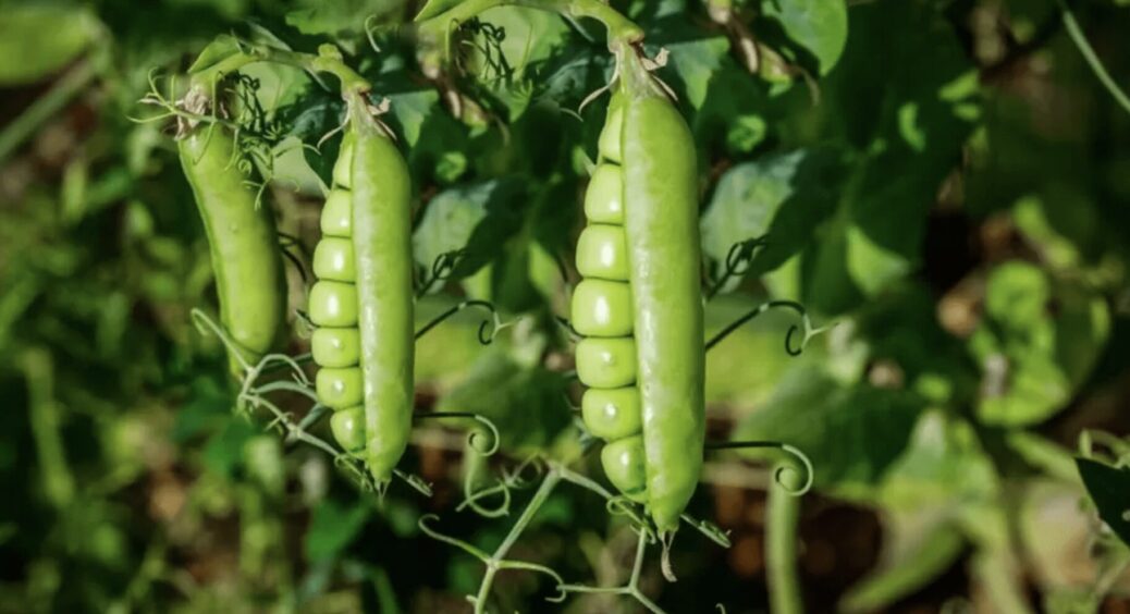 Сидерати на городі: як та коли правильно сіяти, щоб не втратити родючість ґрунту до наступного року 