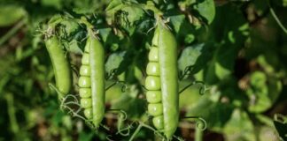 Що таке сидерати і коли краще їх сіяти в ґрунт