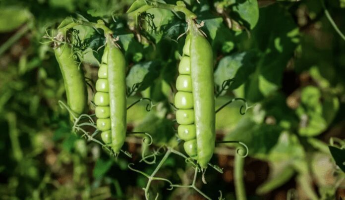 Що таке сидерати і коли краще їх сіяти в ґрунт