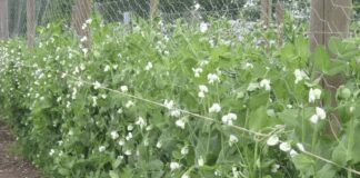 Городник розповів, чим підживити город замість перегною