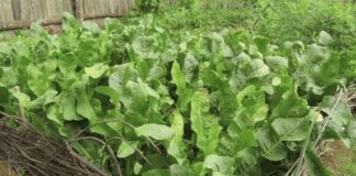 Як ефективно боротися з хроном на городі