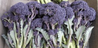 Рідкісні овочі, які легко можна виростити на власному городі 