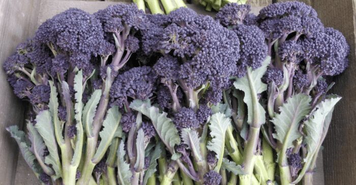 Рідкісні овочі, які легко можна виростити на власному городі 