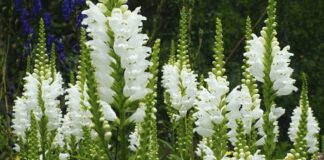 Які рослини краще ніколи не садити на своїй ділянці