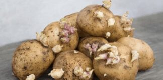 Що робити, якщо картопля проросла в погребі 