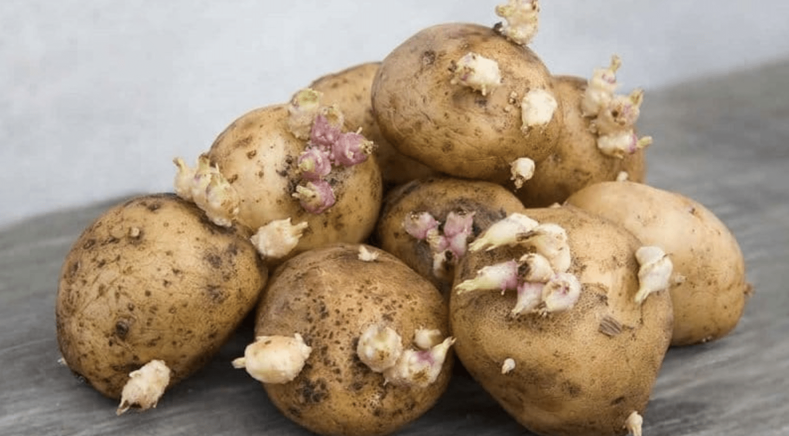 Як запобігти проростанню картоплі у погребі