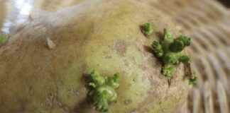 Чим підживити картоплю на стадії посадки: поради експертів