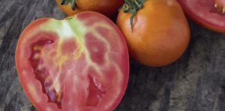 Чи можна їсти помідори з білими прожилками