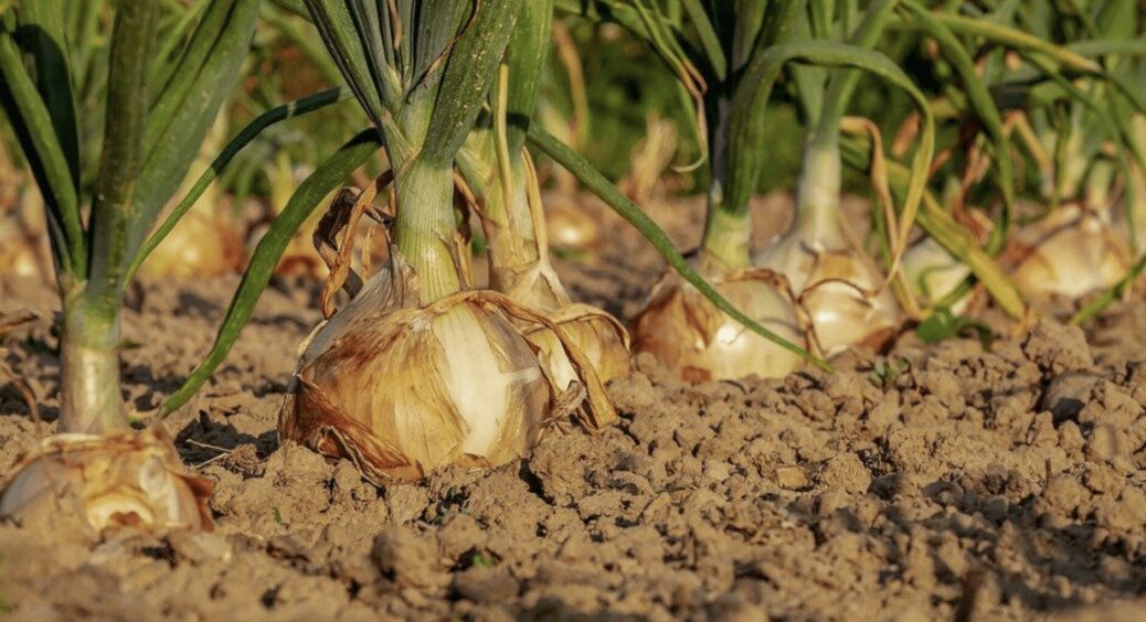 Підслухала від сусідки і тепер завжди насипаю це в лунки під час посадки озимої цибулі: завалює врожаєм 