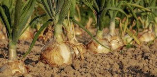 Що посадити на місці помідорів