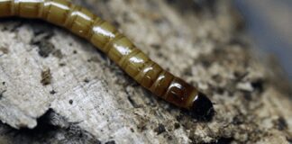 Як ефективно боротися з дротяником гуманними методами