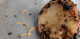 Експерти розповіли, як швидко вивести личинки дротяника з ґрунту