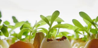 Фермер розповів, яке добриво слід розсипати на городі восени