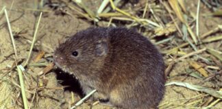 Як позбутись від мишей на городі