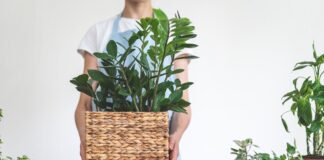 Квітникар пояснив, чи можна лишати пеньки заміокулькаса у горщику