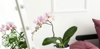 Квіткар розповів, як простимулювати орхідею до квіту