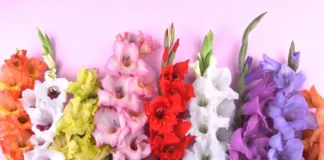 Садівник розповів, як допомогти перезимувати гладіолусам