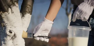 Садівники розповіли, як правильно білити дерева навесні