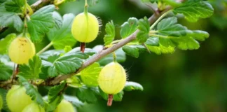 Фермер розповів, чому на кожному городі має бути аґрус