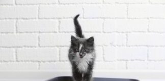 Садівник розповів, як котячий наповнювач може послужити добривом