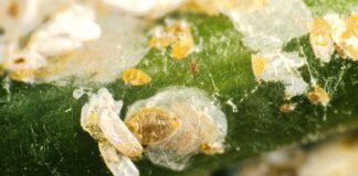 Садівник розповів, що ефективно допоможе позбутися щитівки