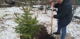 Астролог розповів про сприятливі дати для висадження ялинок
