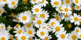 Городник порадив сорт ромашки для відлякування шкідників