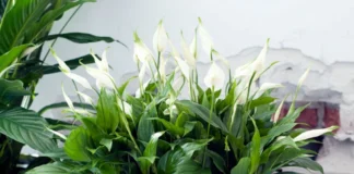 Квітникар розповів, яке добриво дійсно може простимулювати спатифілум до цвіту