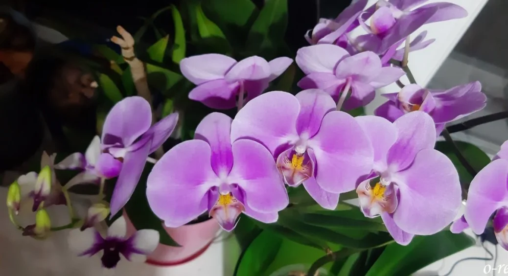 Якщо полити цим розчином орхідеї – вони зацвітуть удвічі більше: перевірений та доступний метод 