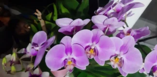 Експерти назвали метод для відновлення орхідеї після цвітіння