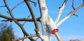 Садівники пояснили, чому потрібно білити дерева в серпні