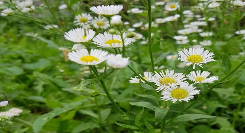 Увесь двір усіянний дрібними гарними ромашками: сусідська бабуся порадила цей супер-метод посадки квітів 