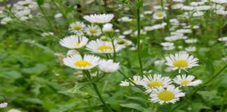 Як швидко і без мороки висадити ромашки на ділянці 