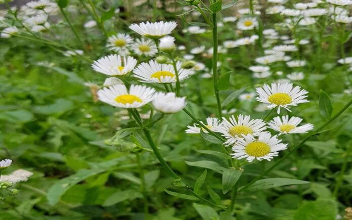 Як швидко і без мороки висадити ромашки на ділянці 