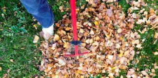 Які справи на городі не потрібно робити восени
