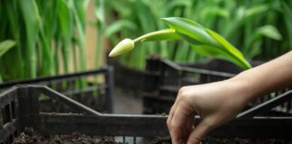 Як виростити тюльпани в домашніх умоваї