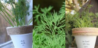 Секрети, як виростити свіжий врожай кропу восени