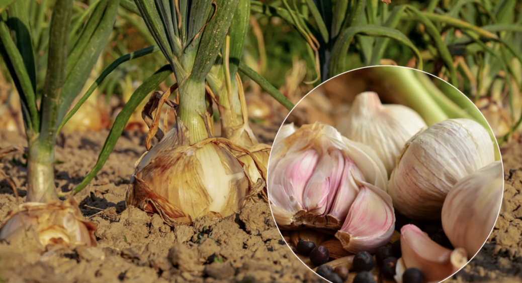 Бабуся вже “заклювала”, тож знаю, що садити першим – часник чи цибулю, і коли це робити найкраще 