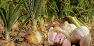 Садівники розповіли, що садити першим – часник чи цибулю і коли це робити
