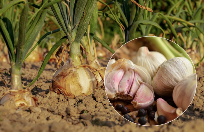 Садівники розповіли, що садити першим – часник чи цибулю і коли це робити
